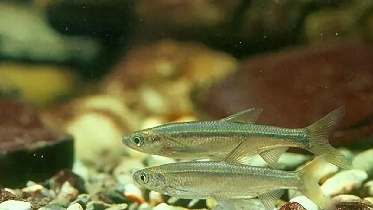 “闹窝小神兽”，最给“钓鱼人面子”，兼具生态与经济的双重价值