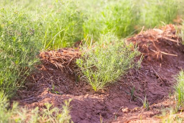 孜然是什么？为什么烧烤离开了它就不好吃了？今天来读懂它！