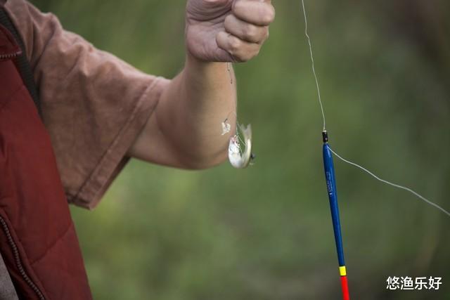 为何鱼类会轻易上钩，是本能还是自然法则的体现？钓友们看过来！
