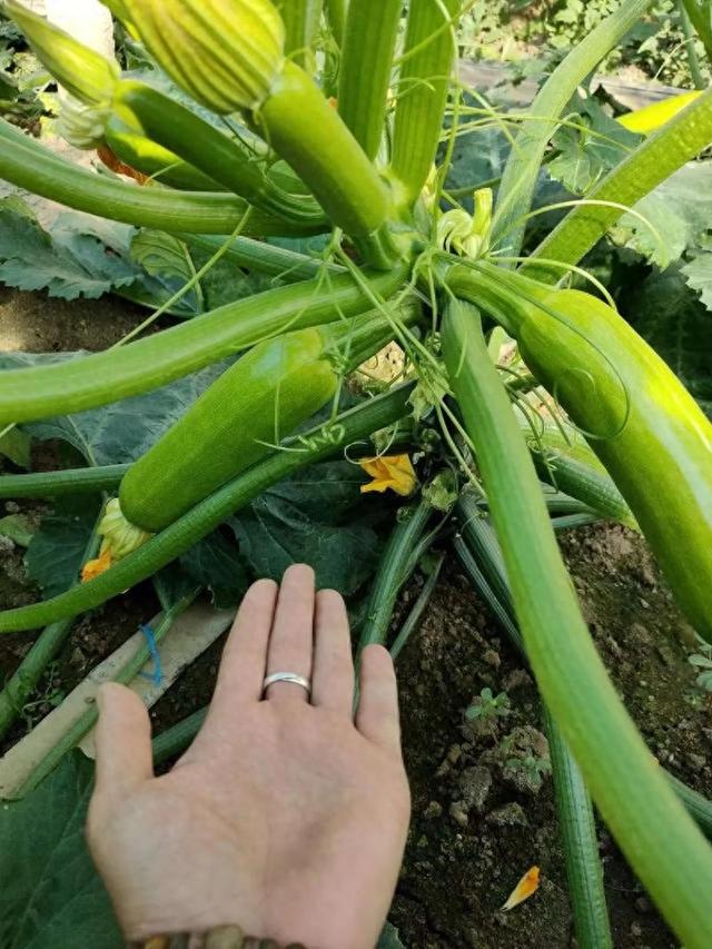 夏天这菜大量上市，用它包饺子，孩子常吃视力好，个子蹭蹭长！