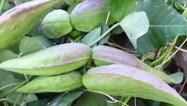 活在70后80后记忆里的十种水果，现在却鲜有人问津！你吃过几种？