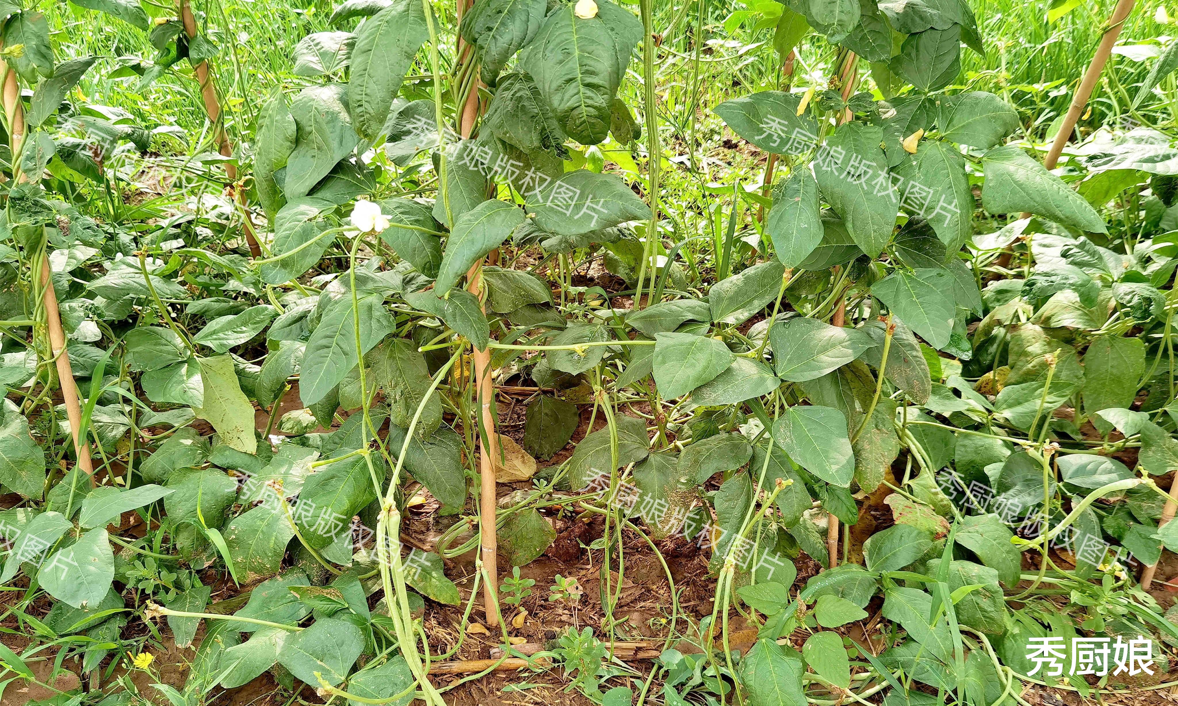 7月这菜使劲吃，全身是宝，很多人只吃果实，“叶子”才是宝贝！