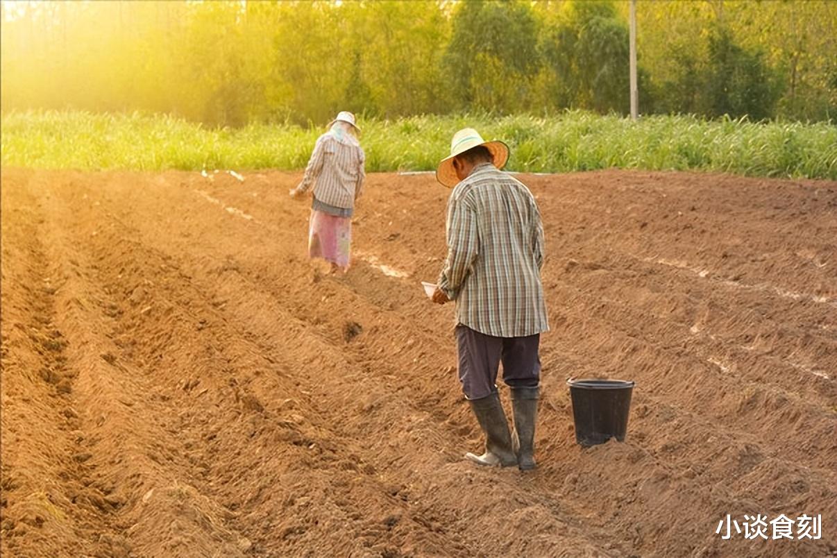 6月10日端午节，俗语“夏至端午前，处处有荒田”啥意思？早了解