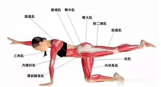 为什么说核心很重要?如何提高核心能力,提高运动基础