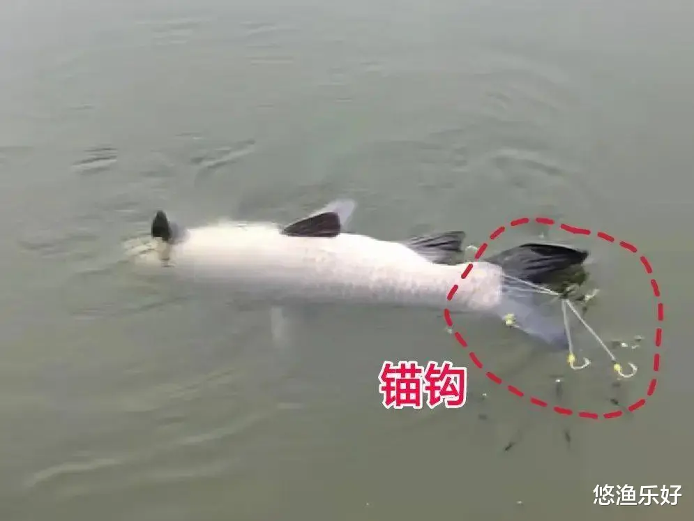 钓鱼和锚鱼的区别在哪？你是钓鱼人还是锚鱼人？