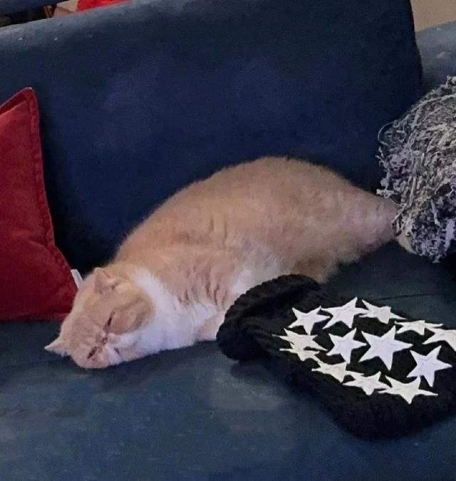 43岁阿娇圣诞节不请朋友，跟狗过，光脚跪沙发拍照！豪宅内景曝光