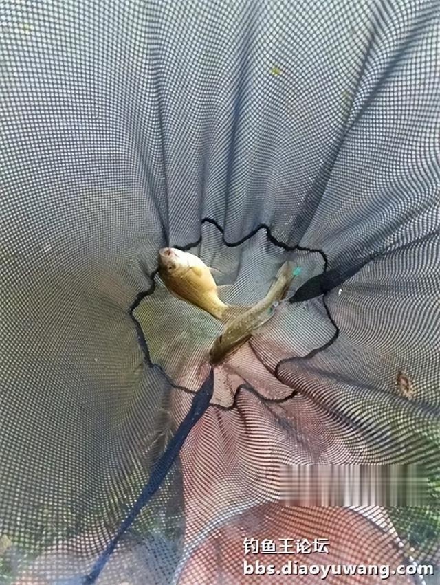 地狱猫头伏立功