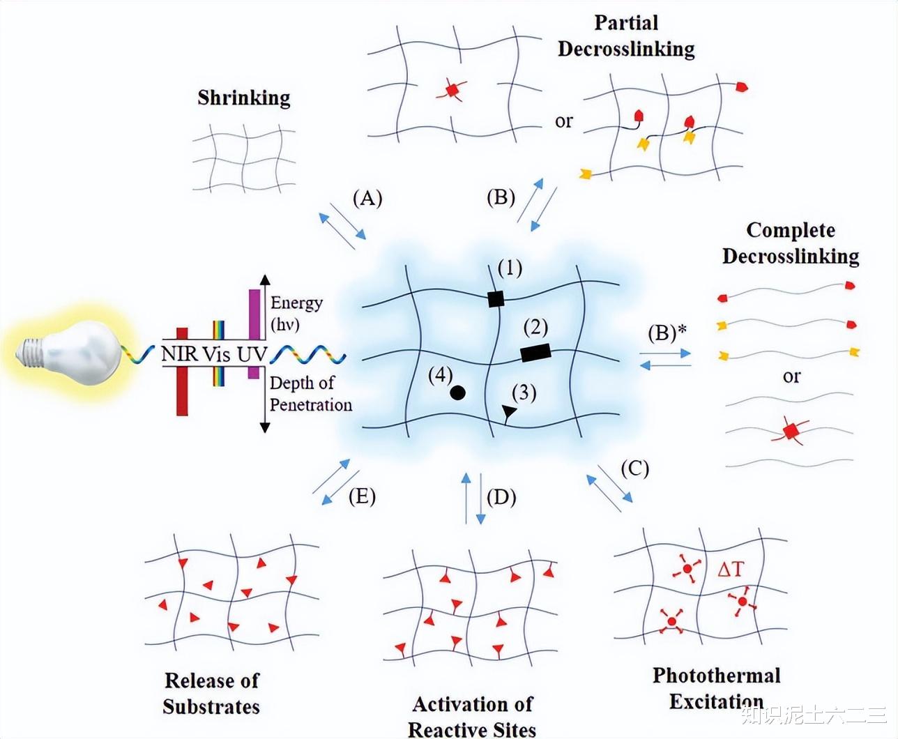 水凝膠微型機(jī)器人，材料多樣性能優(yōu)