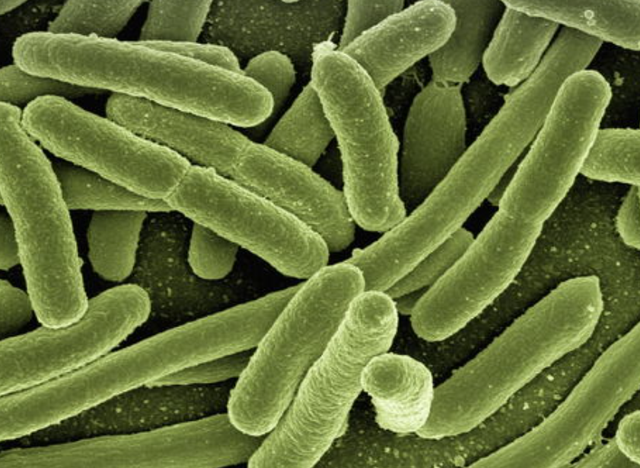 居然比鲤鱼还要难吃?钓鱼佬眼中最难吃的5种鱼,白给都不想要?