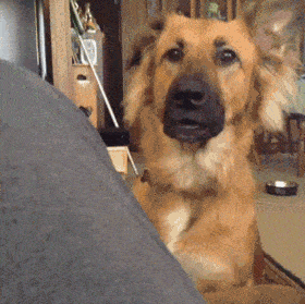 郑恺苗苗两家人吃团圆饭，三胎女宝宝出镜，老大老二正脸都像郑恺