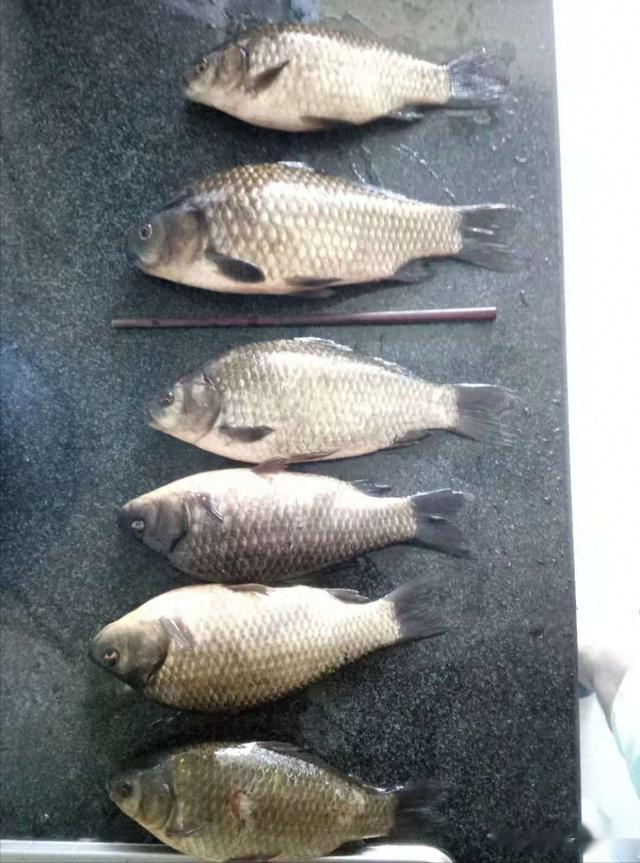 探秘淡水垂钓技艺中的隐藏王者：矶钓滑漂技巧光芒四射