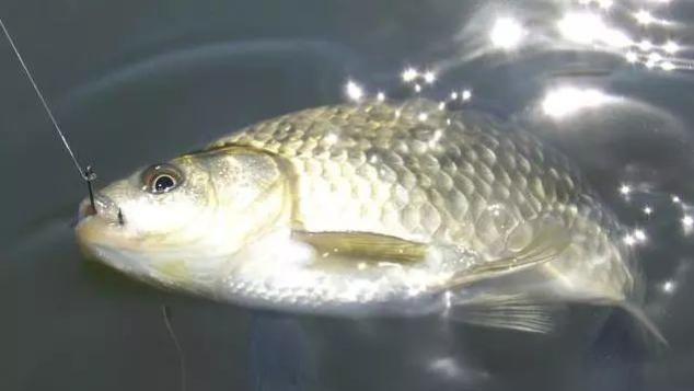 野钓蚯蚓的新玩法：商品饵与活饵的完美结合