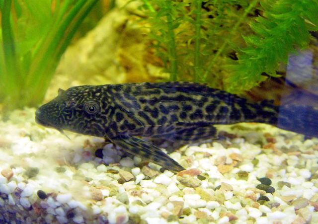 居然比鲤鱼还要难吃?钓鱼佬眼中最难吃的5种鱼,白给都不想要?