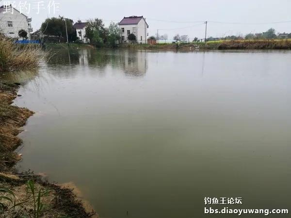 翘嘴加鳑鲏，白鲦与板鲫
