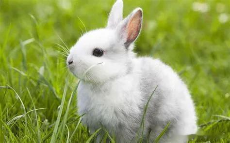 生肖兔:这两个时辰内出生的晚年最幸福，万事如意，阖家欢乐。