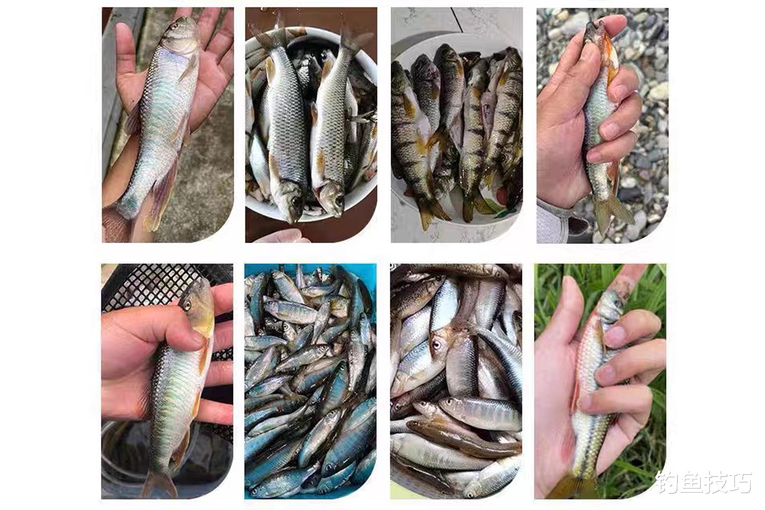 把鱼安素添加到溪流钓颗粒窝料的详细方法