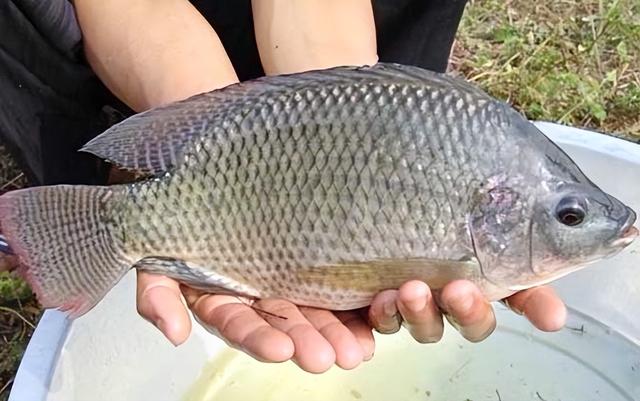 万峰湖“菜板大”的罗非鱼，疯狂吃钩，网友：咋会这么大？