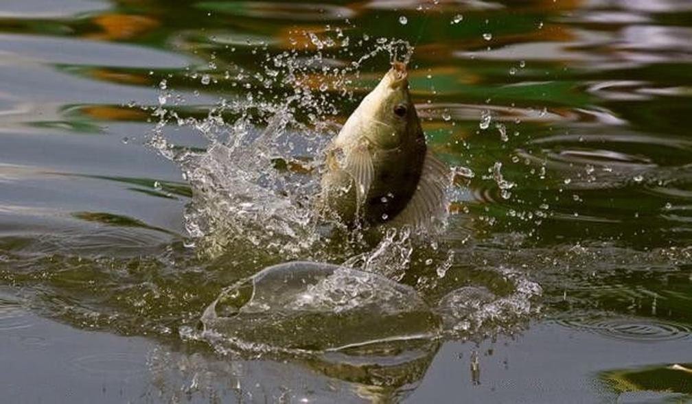 发现钓鱼的最佳时机：揭秘气温的影响