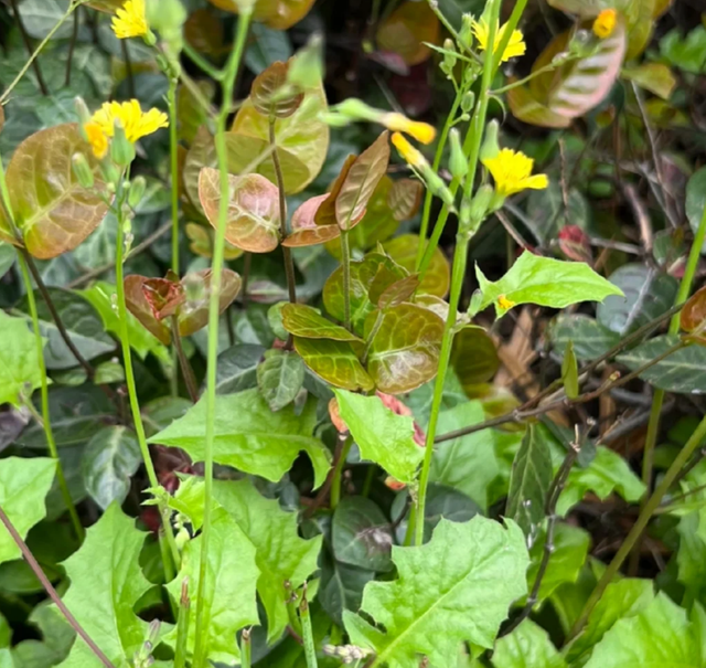 李时珍称它“通结气利肠胃”，民间俗称“黄瓜菜”，却沦为了杂草