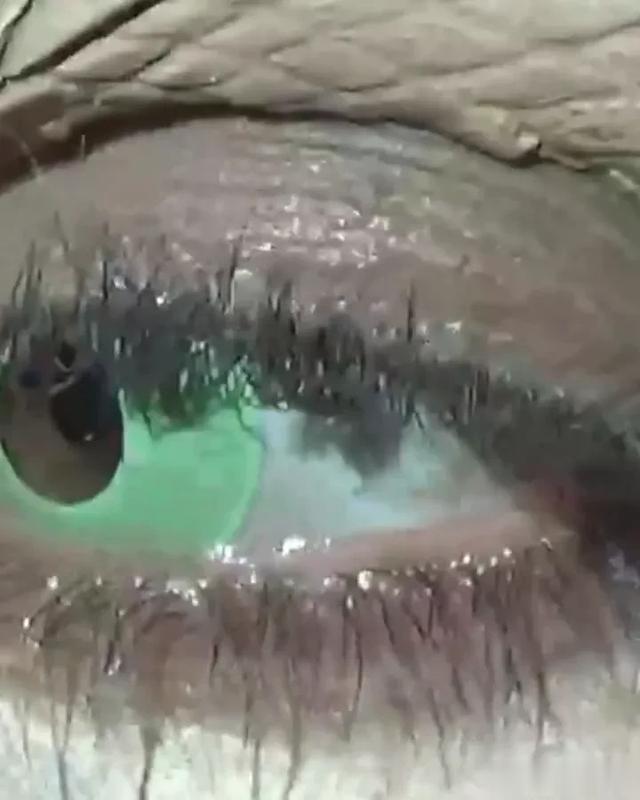 金卡戴珊cos白化短吻鳄,但这造型确定不是拍水形物语里的人鱼?