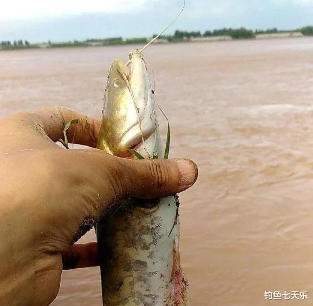 在黄河钓鱼有多难？台钓理论完全失效，邓刚来了也不一定好使