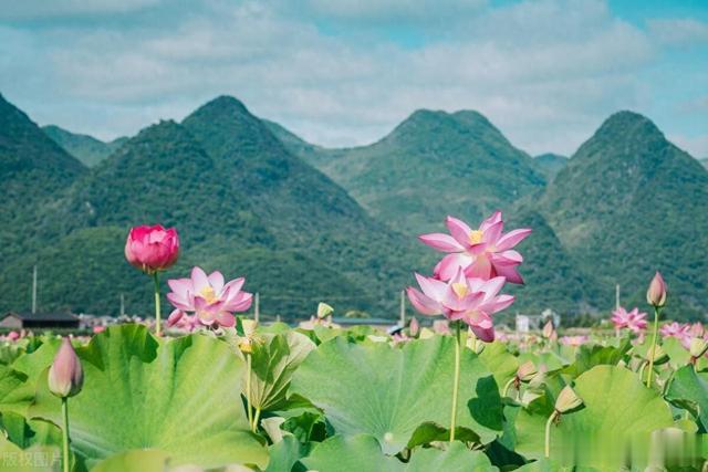7月15日入伏,牢记:3要吃,2要弃,遵循传统,身体安康无病扰