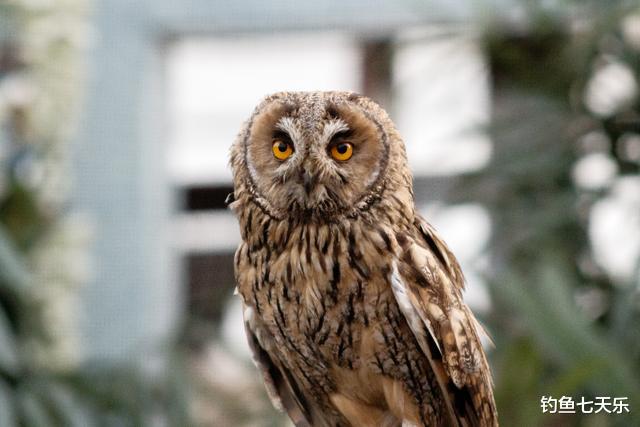 钓鱼时遇“鹰爪挠”!浙江垂钓男子遭猫头鹰袭击,后脑勺被啄破