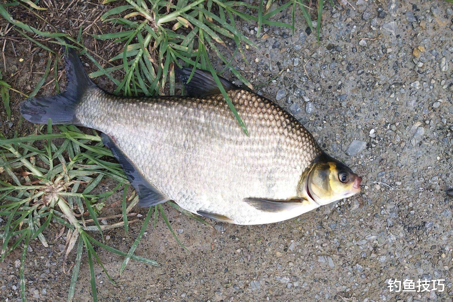 开春钓鳊鱼的4个技巧,体验钓鳊鱼疯狂连竿