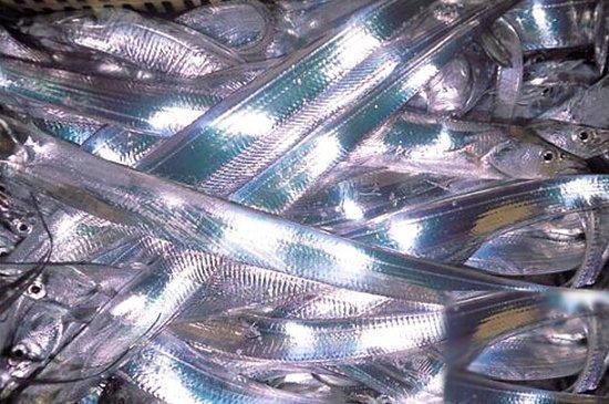 带鱼明明来自深海,为什么却成了最平民的海鲜?答案出乎你的意料