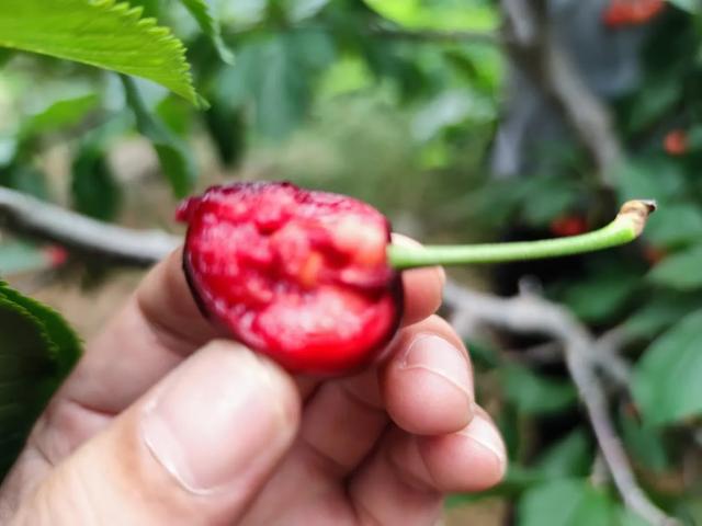 明日芒种,建议大家:少吃榴莲和羊肉,多吃4样,强壮身体好度夏