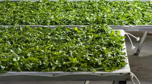 茶圈奇怪的现象：一样的茶叶，不同的价！