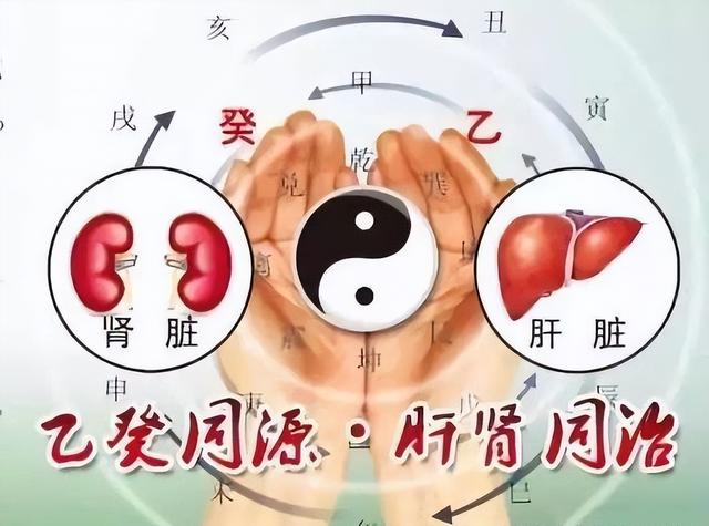 肝越通畅，肾越强。肝气肝血下注宗筋，男人才能真正强硬起来