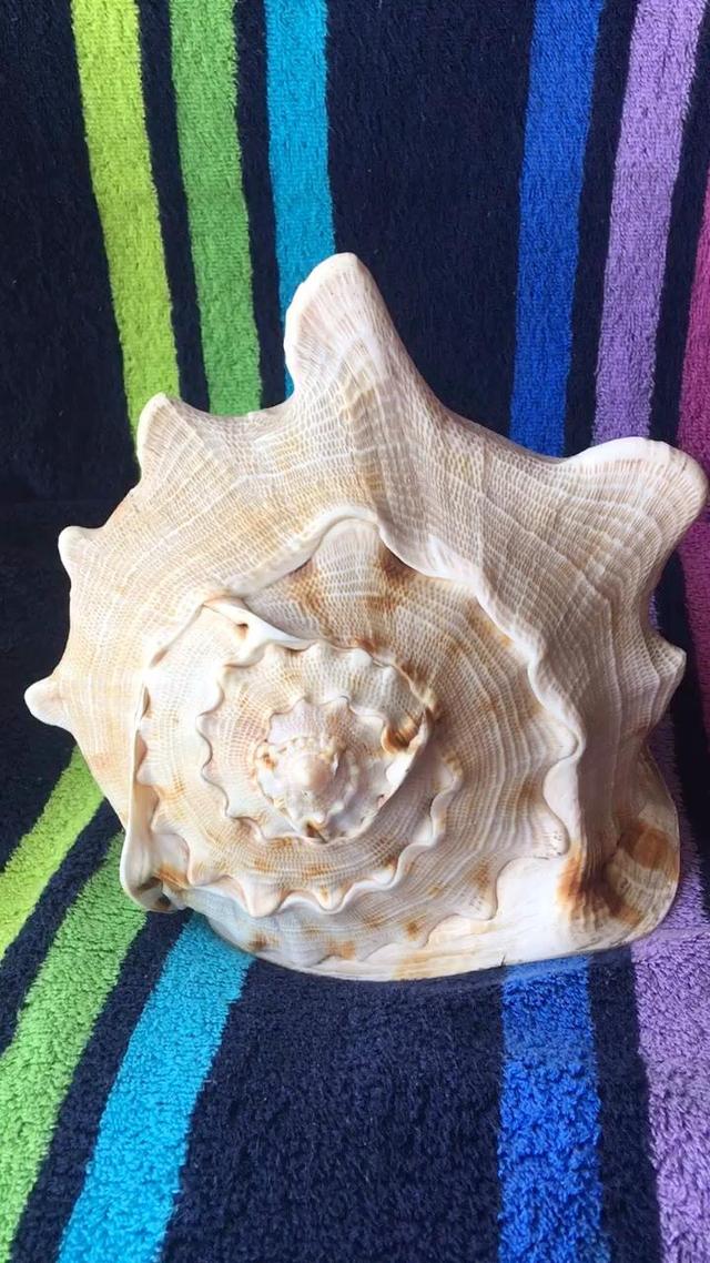 海螺文玩背后的故事，四大名螺竟有这些讲究！