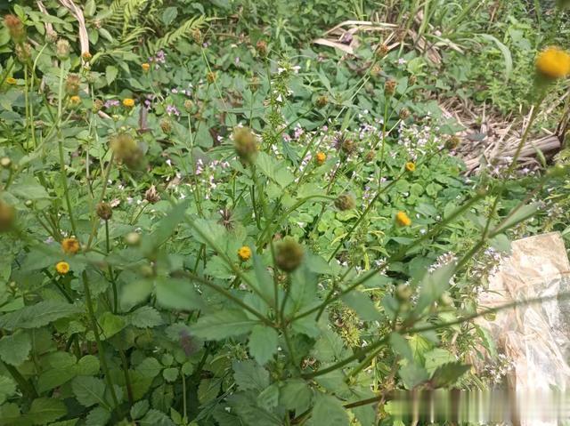 民间俗称“降压草”，村里相当多，老人看到就挖走，因为作用多