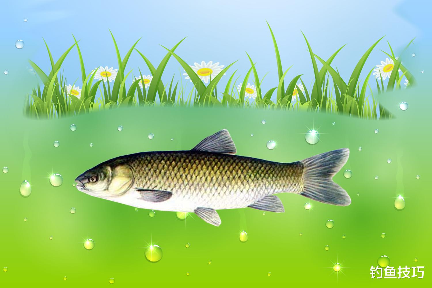 钓黑坑草鱼的5句用饵秘诀,诱鱼快、留鱼久