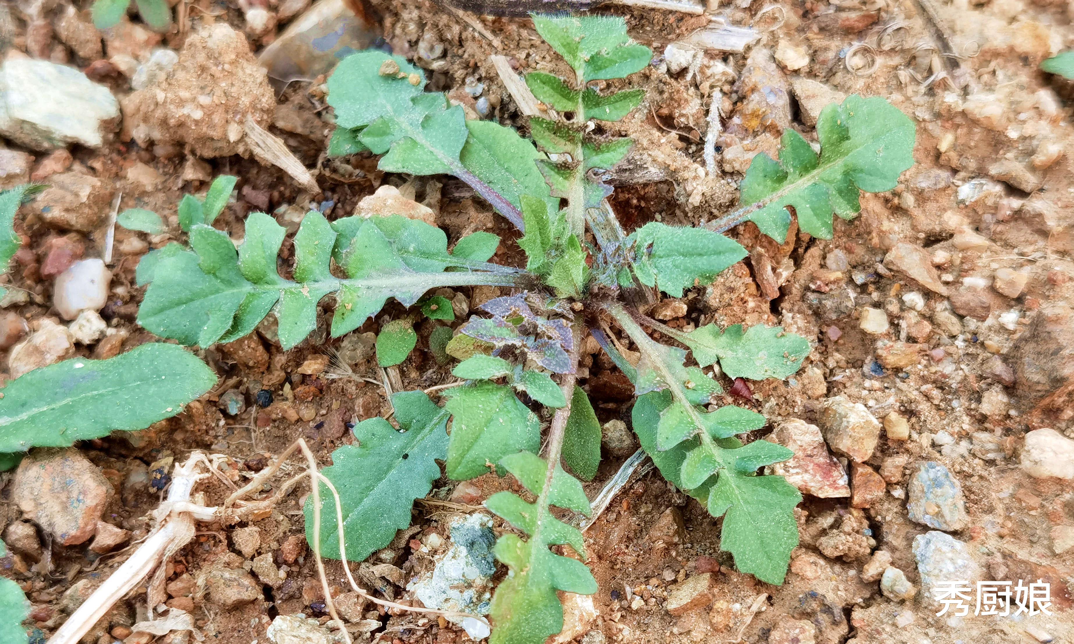 春天，使劲吃这菜，一解毒，二利尿，三平肝，农村遍地是，别错过