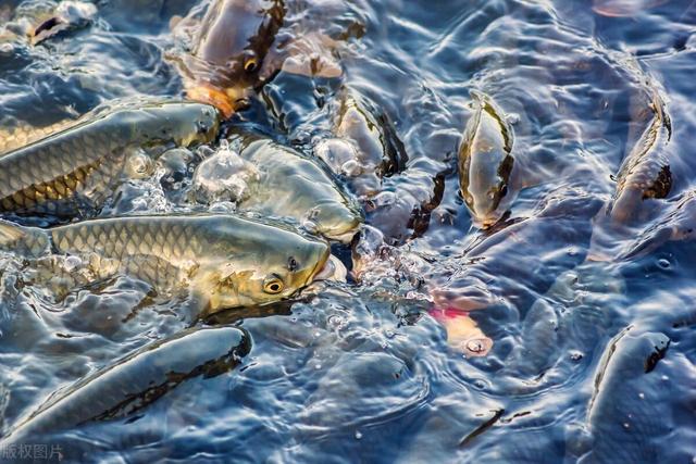 夏季野钓鲤鱼，了解鲤鱼习性才最好钓！注意这几点，连竿狂上鱼