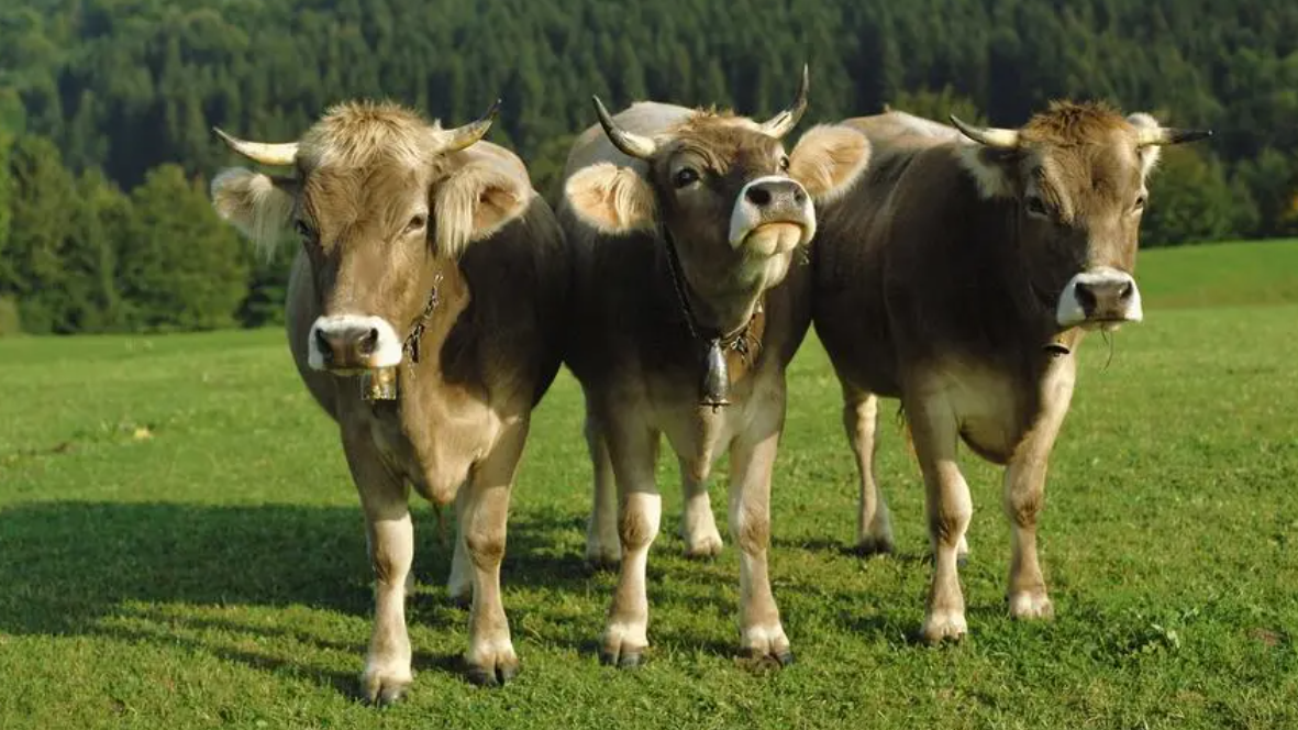 未来三个月,财运爆棚,职场有贵人,成功几率高,收获良多的生肖