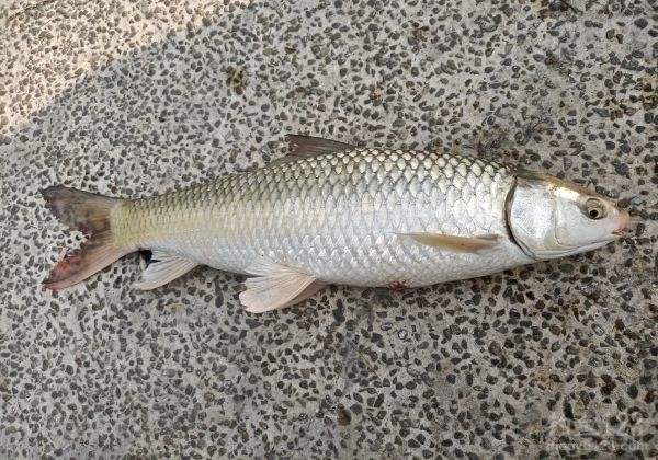 春季野钓五大雷区,你中招了吗?快来看看如何避免踩坑!