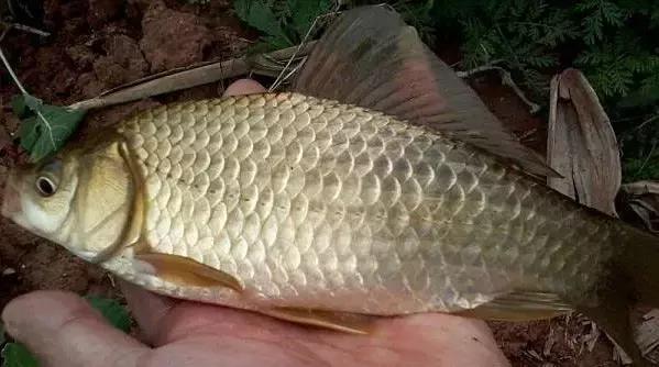 钓鱼神器！专业饵料厂家的药酒配方曝光，鲫鲤鱼抢着上钩，钓友们都说太值了！