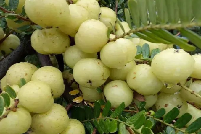 |比雪梨效果更好的水果,名副其实的“止咳王”