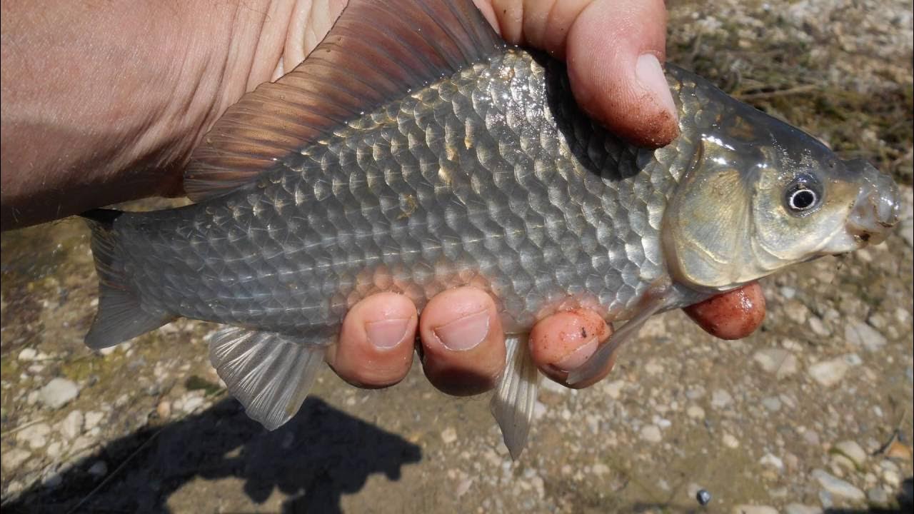 補窩不當，鯽魚全跑！教你如何用少量低頻率補窩釣大鯽