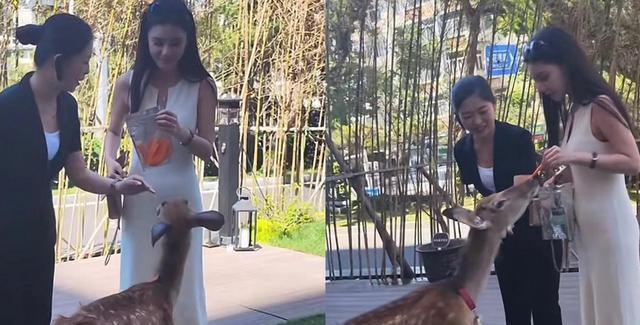 汪小菲青岛酒店跟台湾酒店一样挂着一串大珍珠,酒店产业风生水起