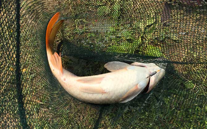 春季野钓五大雷区,你中招了吗?快来看看如何避免踩坑!