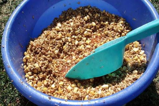 補窩不當，鯽魚全跑！教你如何用少量低頻率補窩釣大鯽