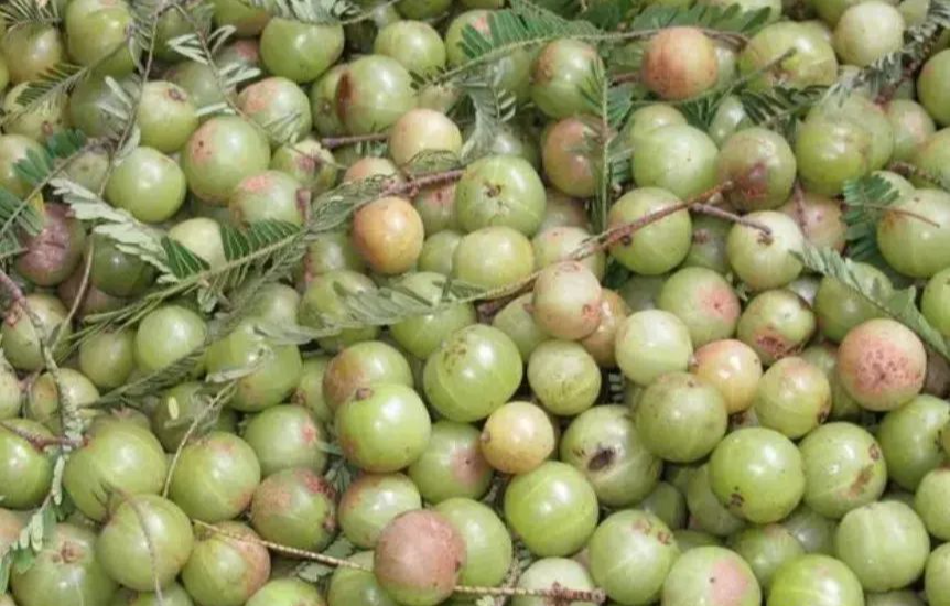 |比雪梨效果更好的水果,名副其实的“止咳王”