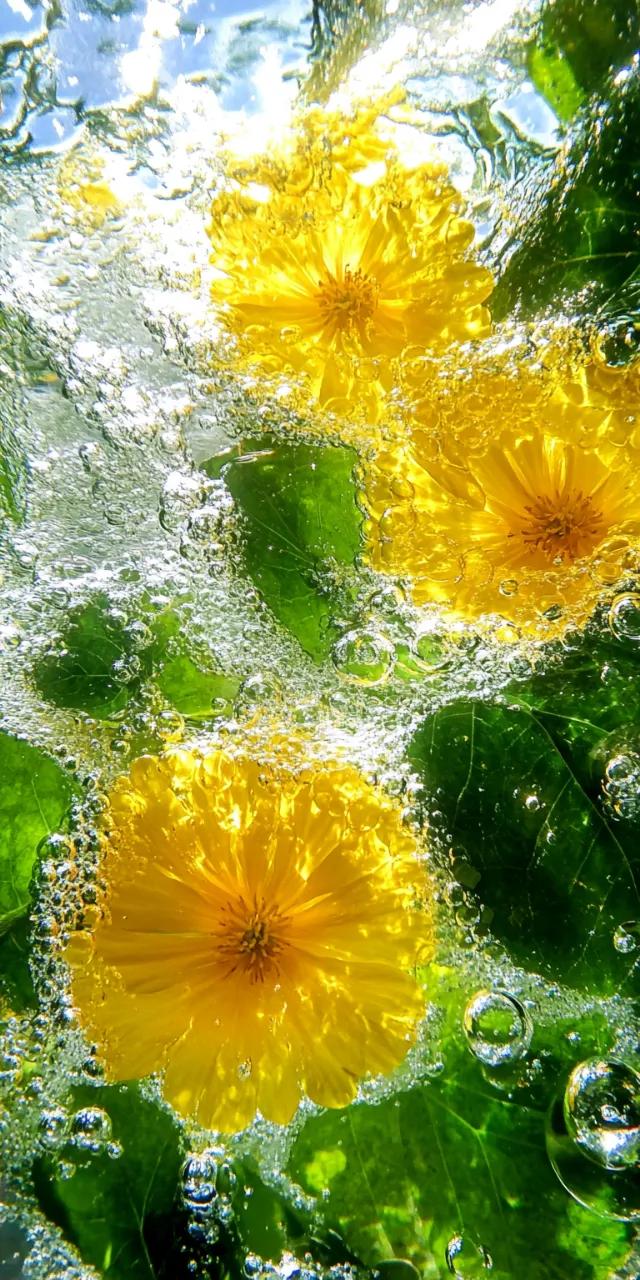 咕咚咕咚，感觉在水底呼吸｜超清新治愈的手机屏保，清凉一夏！