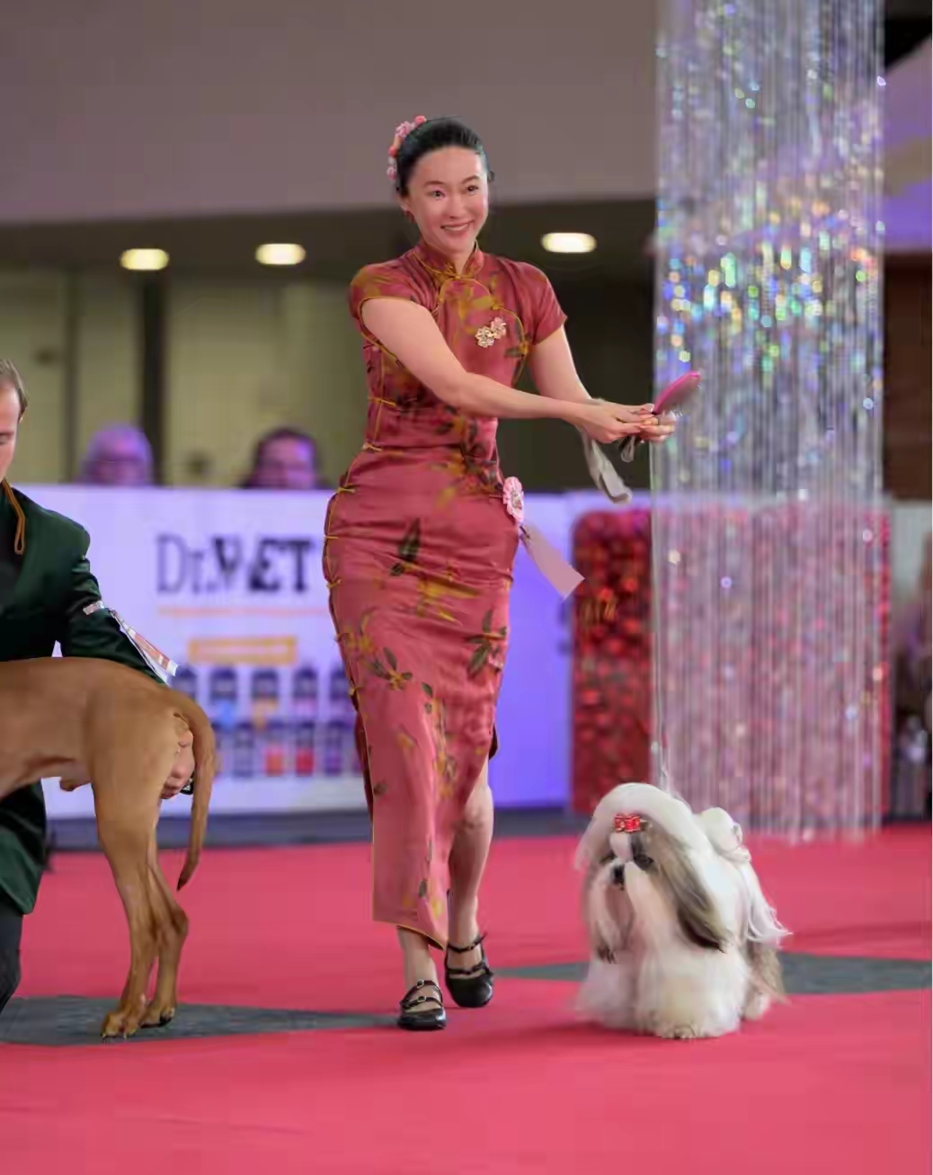 霍思燕牵狗参赛，她的西施犬获国际冠军，杜江激动，网友气愤