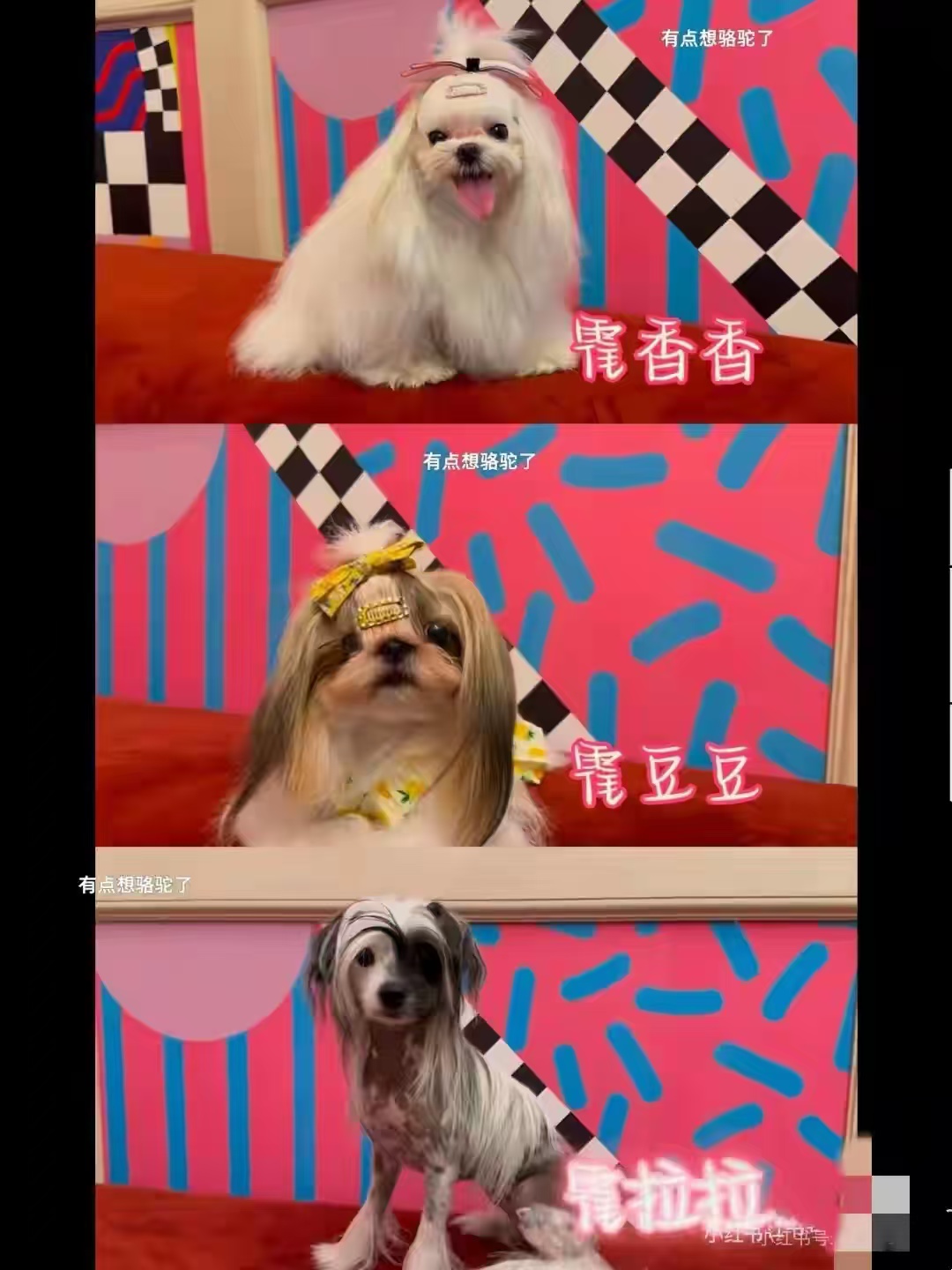 霍思燕身穿红旗袍惊艳欧洲！带爱犬为国夺冠，唯一的中国队