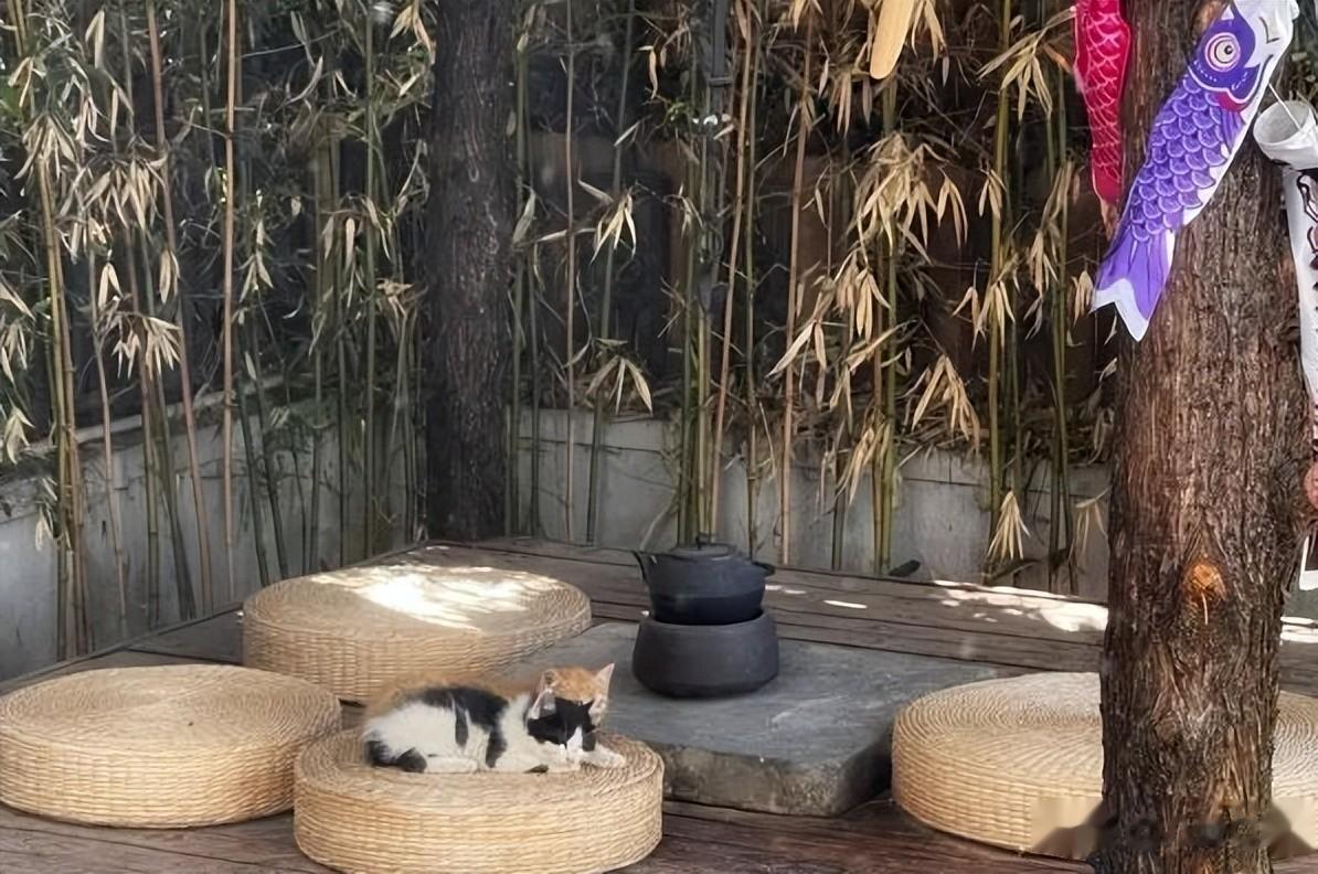 36岁最惨超女现状曝光，已生子，住5㎡三室一厅，被300万人羡慕